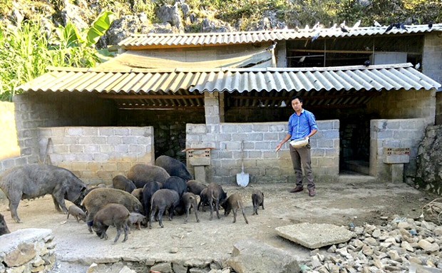 Giống lợn đen Lũng Pù được HTX chú trọng phát triển chăn nuôi hàng hóa.